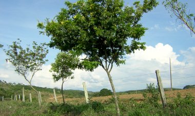Nim - Originada nas  regiões áridas da Índia.