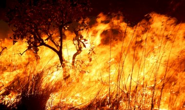 Incêndios Florestais