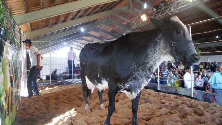 Exposição Agropecuária